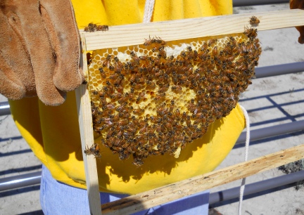 Bee Frame with Queen Cell