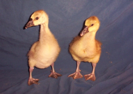 African & Toulouse Goslings