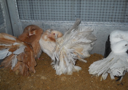 Silkie Fantail in the middle