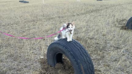Cat Agility Tire Jump Leash Training Mrs. Dillon 2016-09-29
