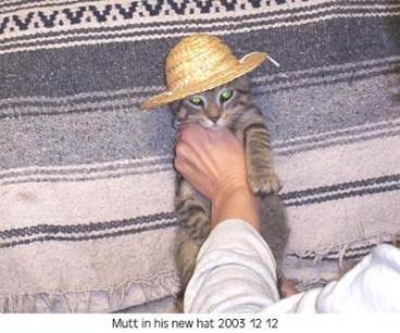 Cat Trick Mutt Wearing A Hat 2003-12-12