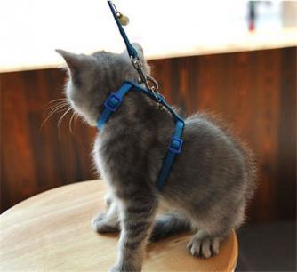 Kitten On A Leash in Harness