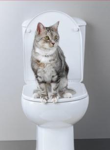 Kitty Toilet Training 
