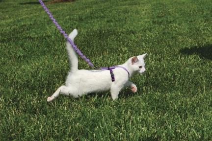 White Kitty Walking On Leash with Harness