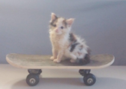 Skateboard Kitty Mrs. Dillon 2016-08-13