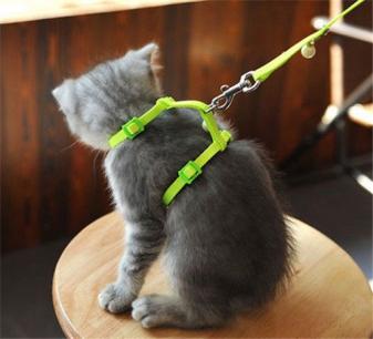 too loose cat harness training